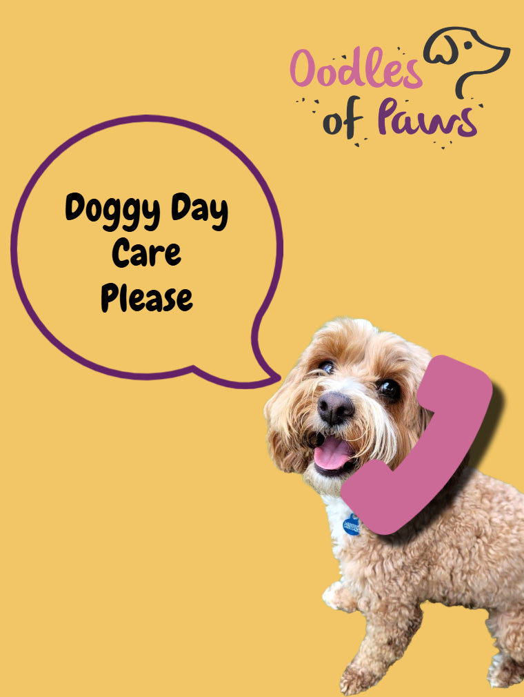 contact us for oodles of paws doggy day care or walking service