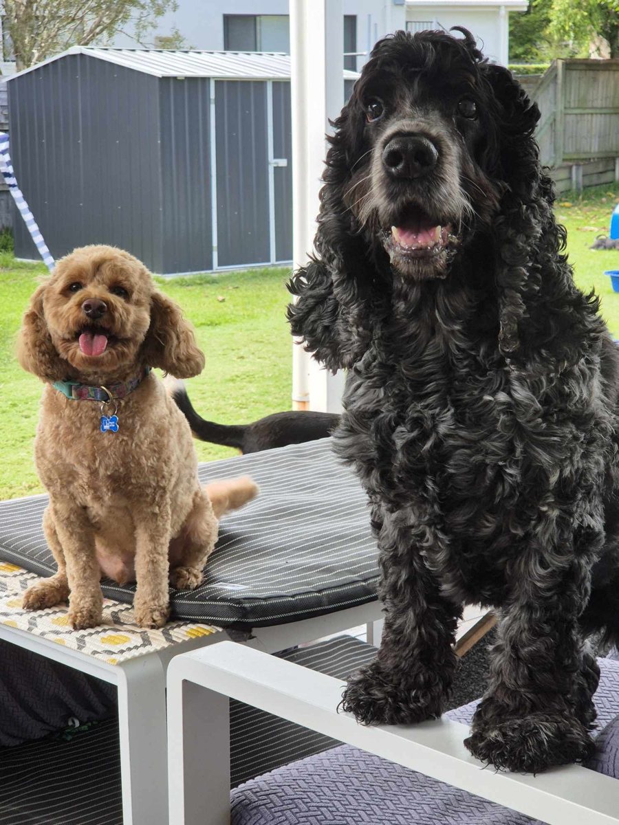 Two of the pack waiting for the van at my place