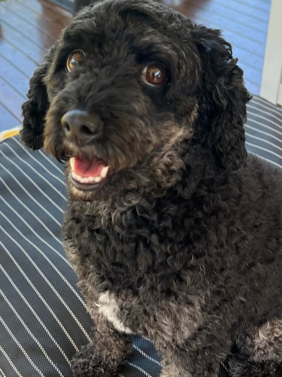 Top 5 Oodle Breeds for Apartment Living: Find Your Perfect Small Dog!