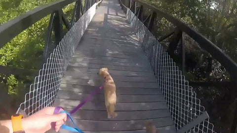 One of the pack on the lead, crossing the timber footbridge through the mangroves