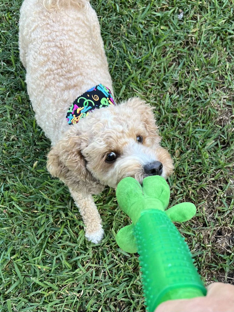 One of the little ones on the grass at my place — not Wakerley, but this is the size we're talking about